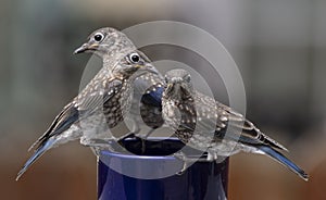 A group of 3 juvenile Eastern Bluebirds perched on a cup