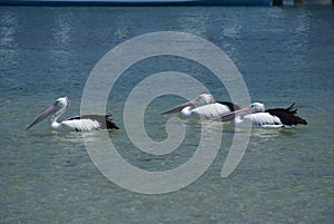 Group of 3 pelicans