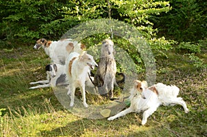 Group of 4 Borzoi and one deerhound rests in a forest area