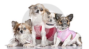 Group of 4 chihuahuas dressed-up