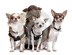 Group of 4 chihuahuas dressed-up