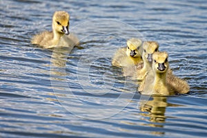 Group of 4  cute Canada Geese chicks swimming in line