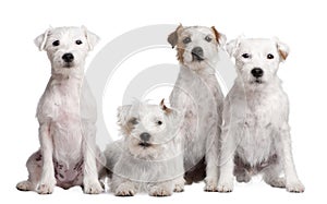 Group of 4 dogs : Parson Russell Terrier