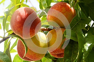 A Group of 4 Sweet Juicy Peaches on a Peach Tree