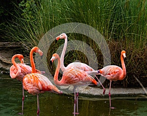 Group of 5 alert colorful adult flamingos, heads are up, necks have a graceful curve