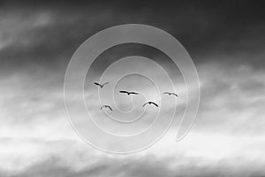 A group of 5 birds flying against a background of clouds