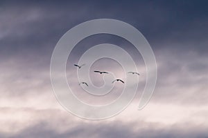 A group of 5 birds flying against a background of clouds