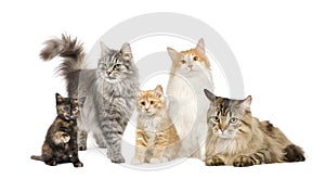 Group of 5 cats in a row : Norwegian, Siberian and photo