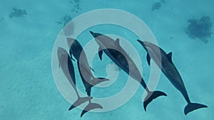 Group of 5 dolphins swim over sandy bottom. Spinner dolphins, Stenella longirostris, Underwater shot, follow shot, top view.