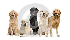 Group of 5 golden retriever and labrador facing th