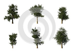 Group of 6 CG platanus trees