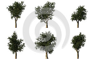 Group of 6 CG platanus trees