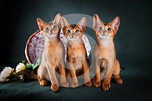 Group of abyssinian cats on dark green background photo