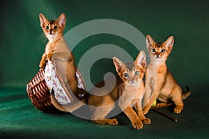 Group of abyssinian cats on dark green background photo