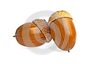 Group of acorns isolated on white background