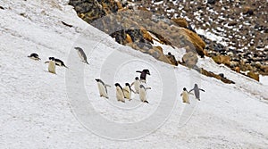 Group of adele penguins walking up snow bank in Antarctica