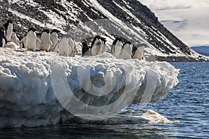 Group of Adelie penguins - Antarctica