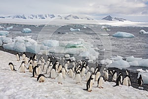 Adelie penguins - Brown Bluff - Antarctica photo