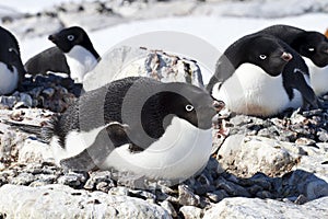 Group of Adelie penguins sitting in a nest in a colony