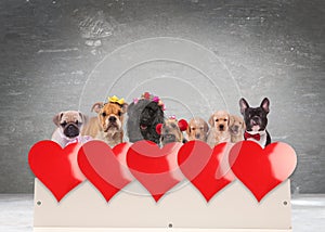 Group of adorable dogs celebrating valentine`s day photo