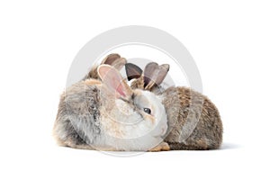 Group of adorable fluffy rabbits sleeping together on white background, portrait of cute bunny pet animal