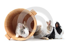 Group of adorable fluffy rabbits on white background, one rabbit in wooden bucket, portrait of cute bunny pet animal