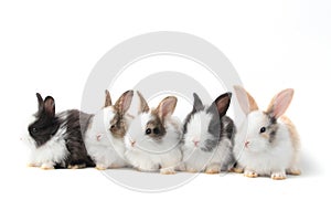 Group of adorable fluffy rabbits on white background, portrait of cute bunny pet animal