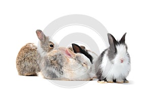 Group of adorable fluffy rabbits on white background, portrait of cute bunny pet animal