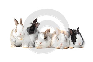 Group of adorable fluffy rabbits on white background, portrait of cute bunny pet animal