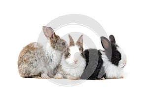 Group of adorable fluffy rabbits on white background, portrait of cute bunny pet animal