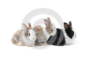 Group of adorable fluffy rabbits on white background, portrait of three cute bunny pet animal