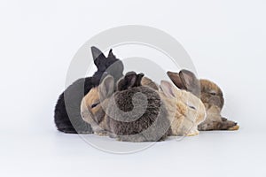 Group of adorable furry baby dwarf rabbit sitting and lying together while playful over isolated white background. Easter animal
