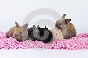 Group of adorable little baby rabbit bunny lying down together relax on pink blanket over white background. Tiny furry mammal