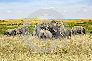 A Group of Adult and Baby Elephants in Serengeti National Park