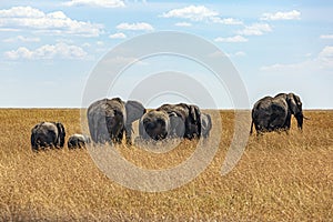 A Group of Adult and Baby Elephants in Serengeti National Park