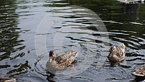 group of adult duck swims on the lake in the summer in the village during the day.