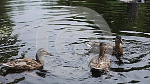 group of adult duck swims on the lake in the summer in the village during the day.