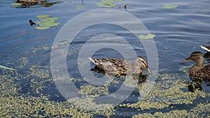 group of adult duck swims on the lake in the summer in the village during the day.