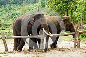 Group of adult elephants in Elephant Care Sanctuary,