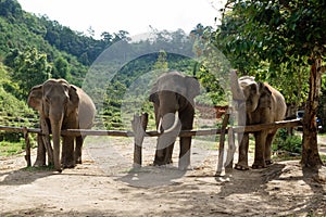 Group of adult elephants in Elephant Care Sanctuary, Chiang Mai province,