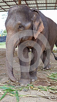 Group of adult elephants feeding sugar cane and bamboo in Elephant Care Sanctuary, Mae Tang, Chiang Mai province, Thailand