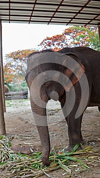 Group of adult elephants feeding sugar cane and bamboo in Elephant Care Sanctuary, Mae Tang, Chiang Mai province, Thailand