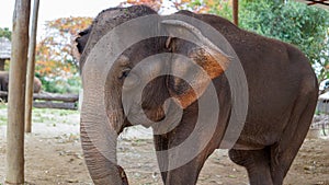 Group of adult elephants feeding sugar cane and bamboo in Elephant Care Sanctuary, Mae Tang, Chiang Mai province, Thailand