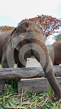 Group of adult elephants feeding sugar cane and bamboo in Elephant Care Sanctuary, Mae Tang, Chiang Mai province, Thailand