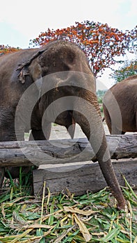 Group of adult elephants feeding sugar cane and bamboo in Elephant Care Sanctuary, Mae Tang, Chiang Mai province, Thailand