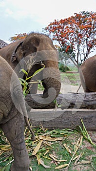 Group of adult elephants feeding sugar cane and bamboo in Elephant Care Sanctuary, Mae Tang, Chiang Mai province, Thailand