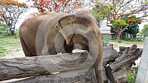 Group of adult elephants feeding sugar cane and bamboo in Elephant Care Sanctuary, Mae Tang, Chiang Mai province, Thailand