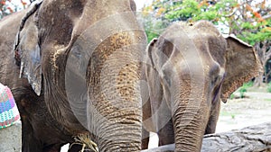 Group of adult elephants feeding sugar cane and bamboo in Elephant Care Sanctuary, Mae Tang, Chiang Mai province, Thailand