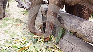 Group of adult elephants feeding sugar cane and bamboo in Elephant Care Sanctuary, Mae Tang, Chiang Mai province, Thailand