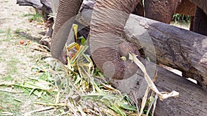 Group of adult elephants feeding sugar cane and bamboo in Elephant Care Sanctuary, Mae Tang, Chiang Mai province, Thailand